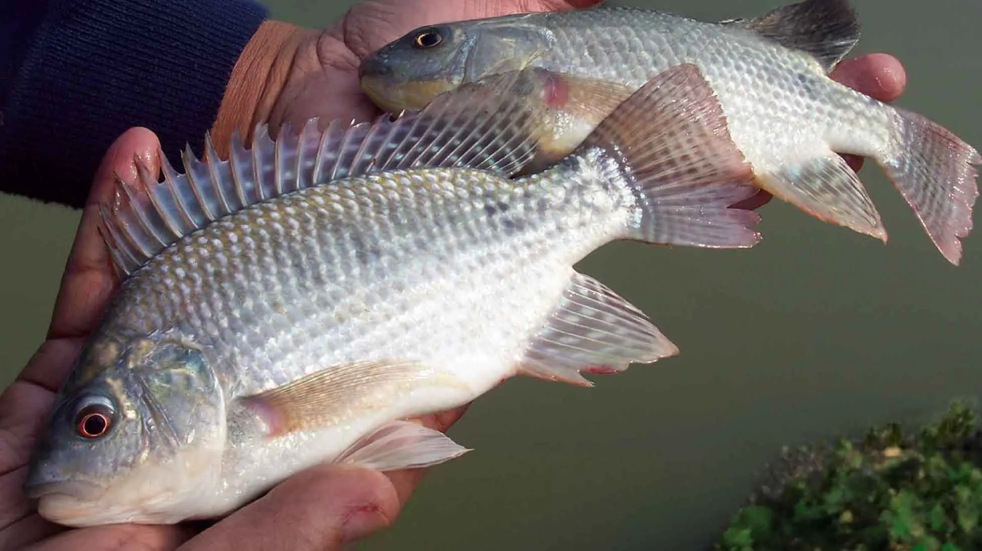 Incremento de producción en granja de peces en Brasil