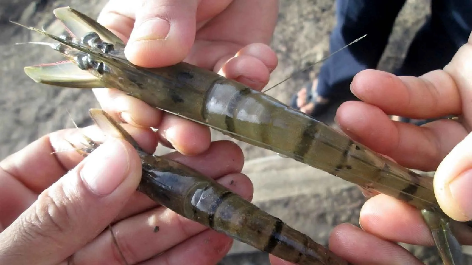 Prevención de enfermedades en granja de camarones en Vietnam