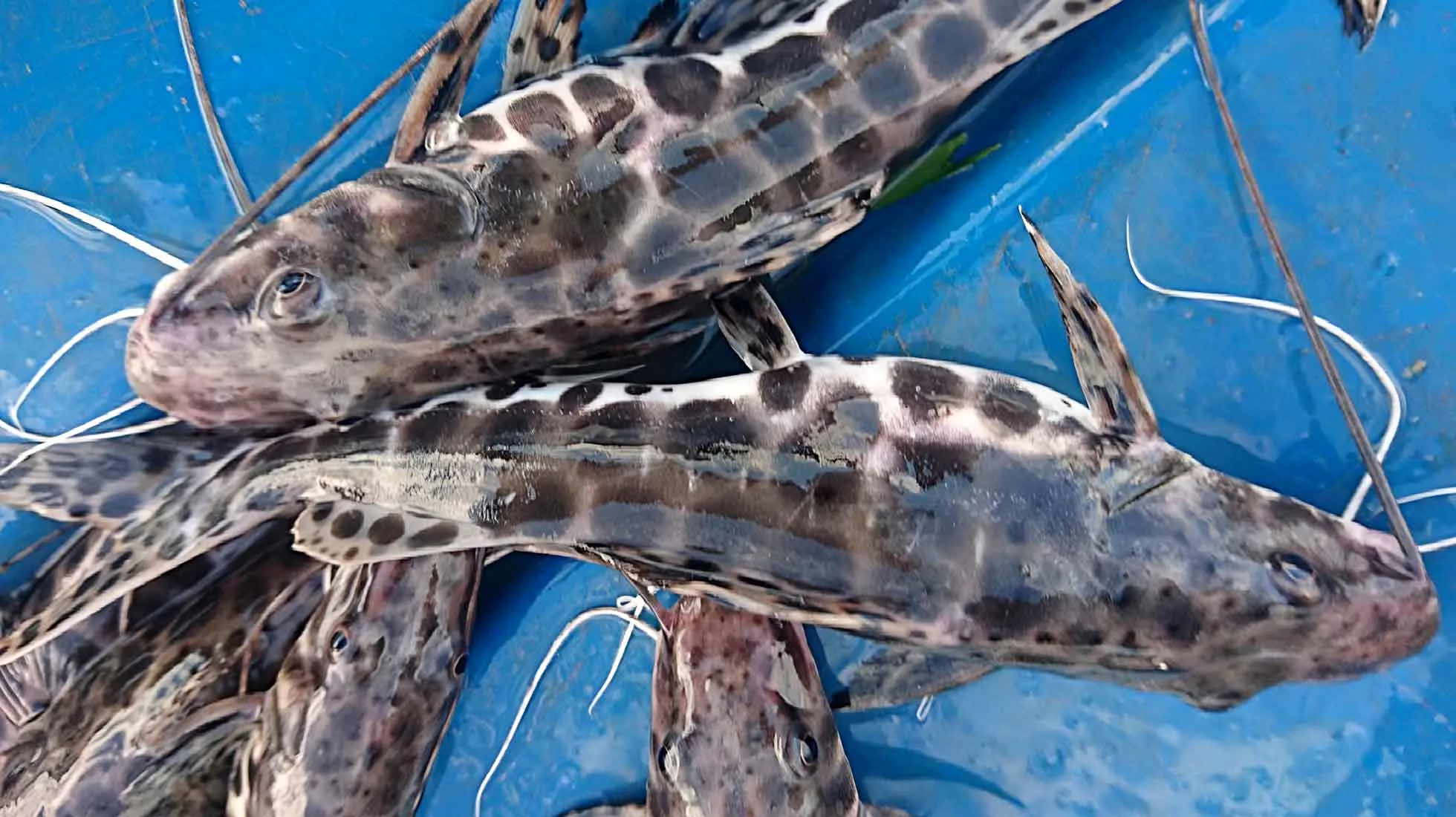 Reducción de lodo, malos olores y descargas contaminadas en granjas de peces en Brasil