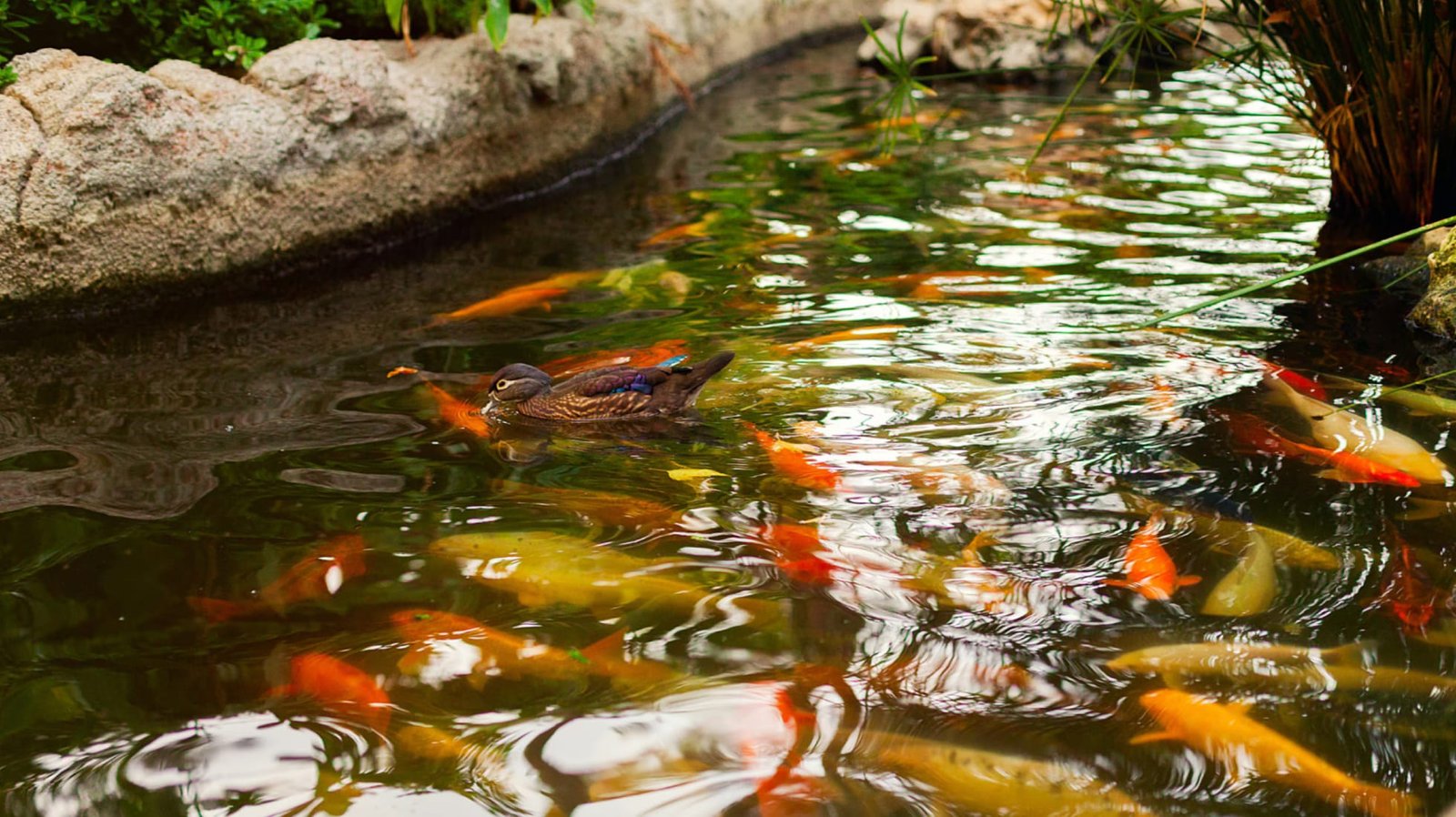Rehabilitación biológica de lago en rancho del estado de México.