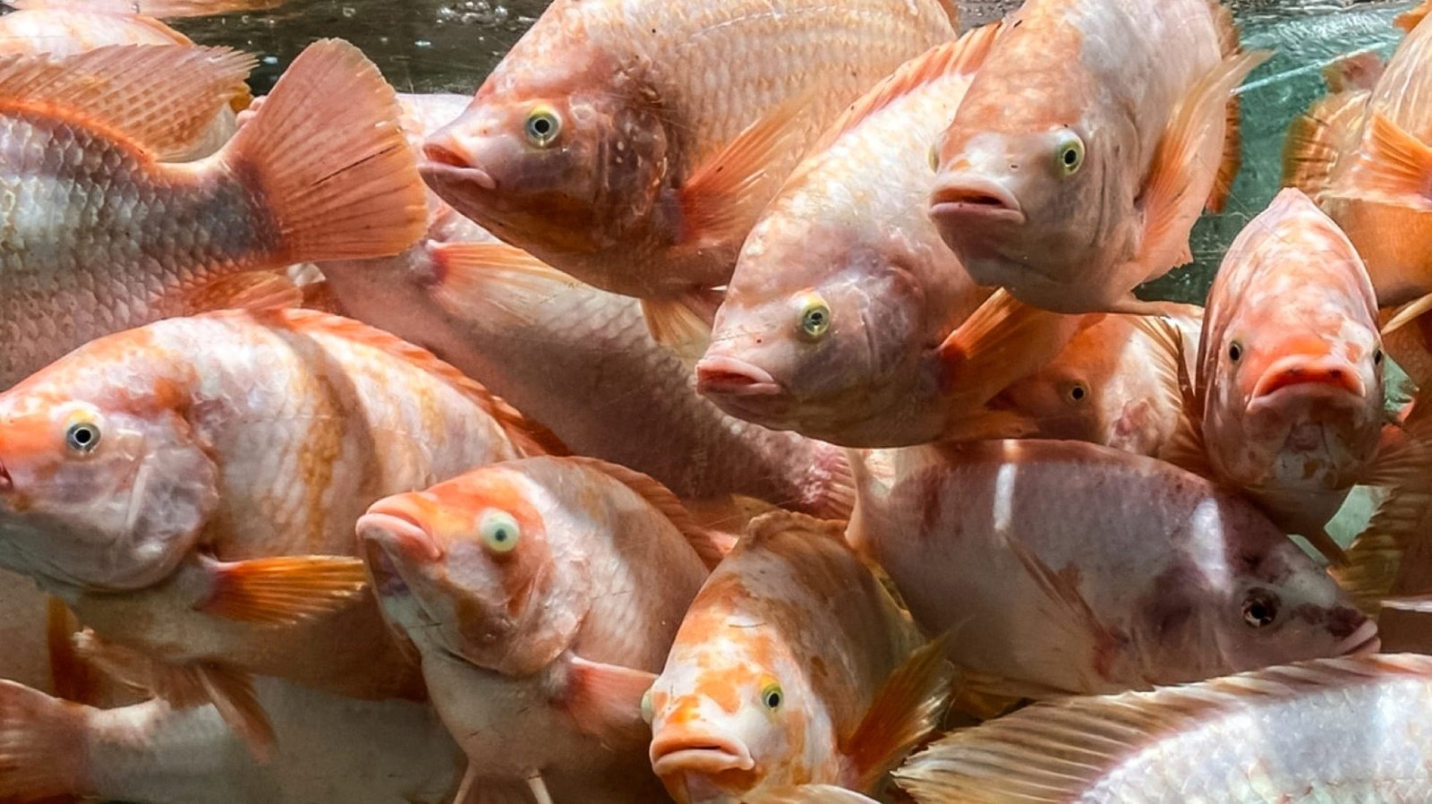 Mejora en el Desempeño de Tilapias con AQUA-FEED™