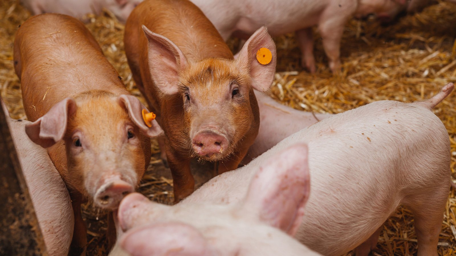 Recuperación de la descarga de excretas en granja porcicola